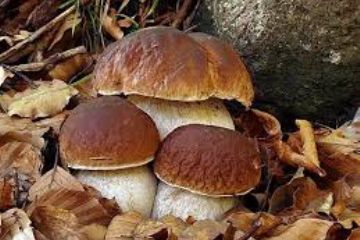Raccolta Funghi Epigei anno 2025